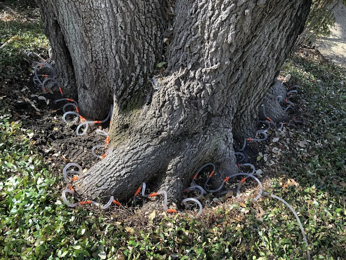 Detailed Tree Cabling and Bracing job site in Almyra