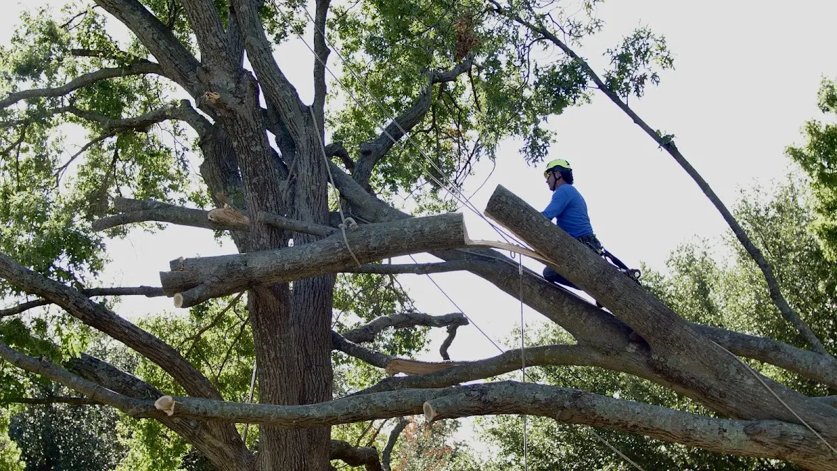 Professional Crown Thinning performed by certified arborists in Almyra