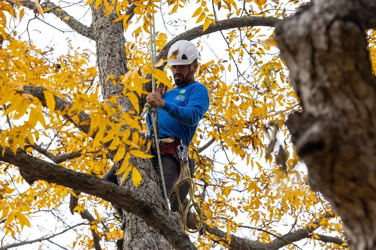 Skilled Tree Planting crew working in Almyra